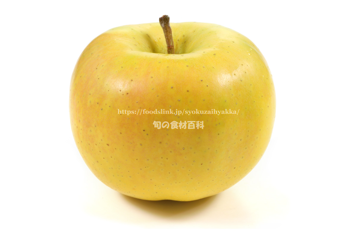写真で見るリンゴの品種　トキの特徴