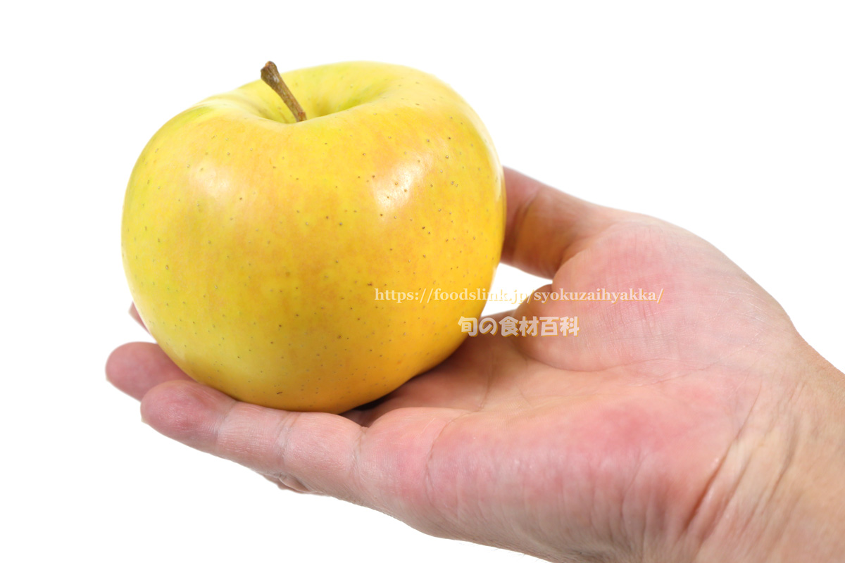 トキ リンゴの品種 旬の果物百科