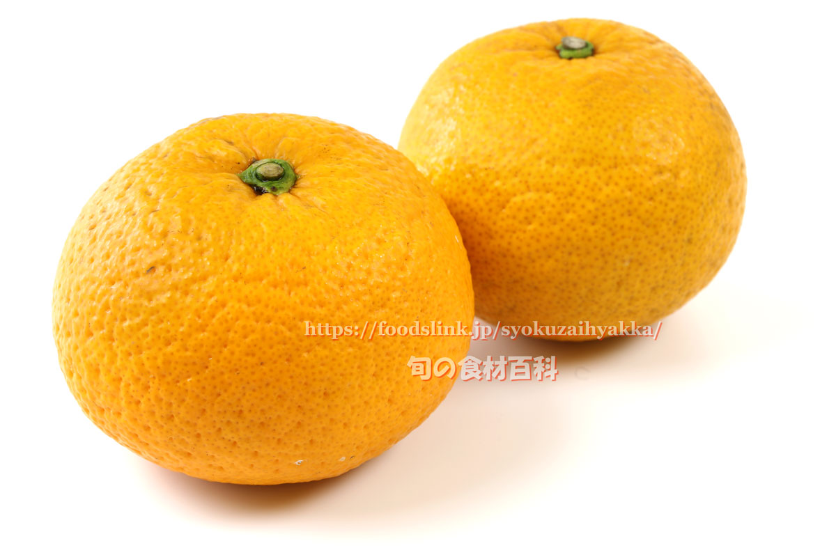 市木オレンジ いちぎおれんじ 小林みかん 柑橘 旬の果物百科