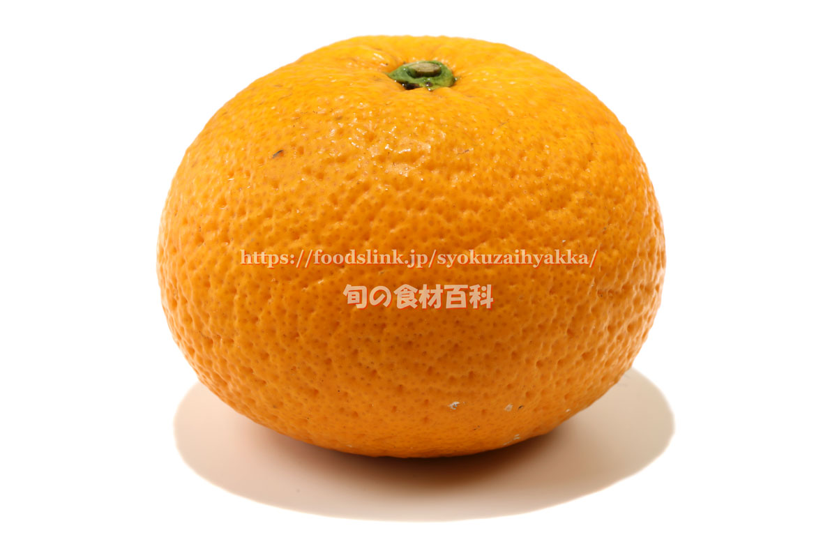 写真で見る市木オレンジ 小林みかん 柑橘 旬の果物百科