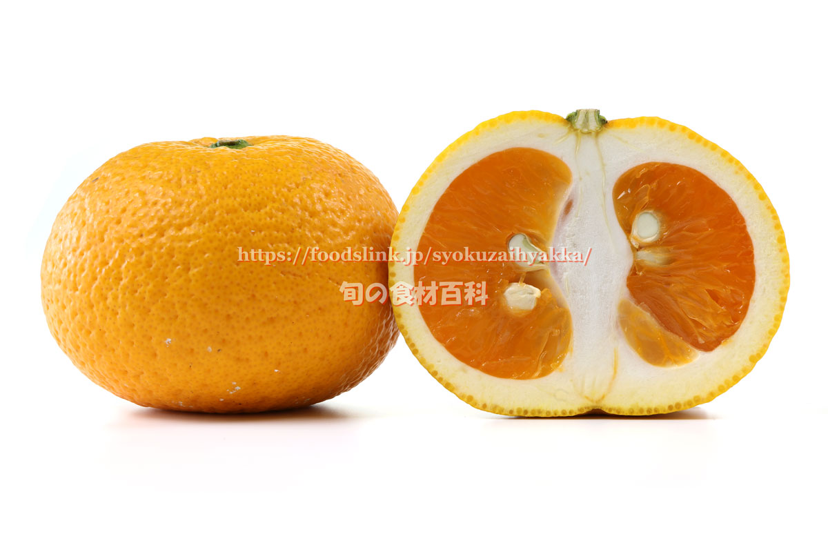 市木オレンジ いちぎおれんじ 小林みかん 柑橘 旬の果物百科