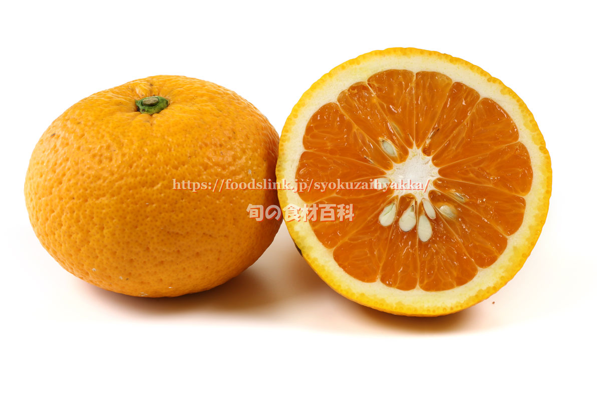 写真で見る市木オレンジ 小林みかん 柑橘 旬の果物百科
