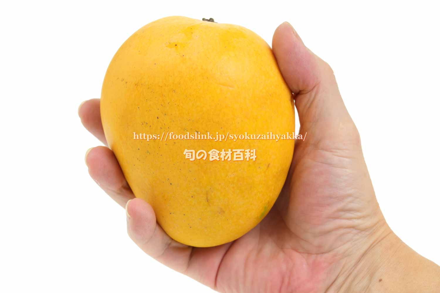 沖縄産☆おすすめ金蜜マンゴー4.5kg+spbgp44.ru