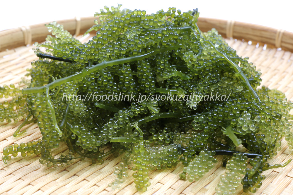 写真で見る海ぶどう 海葡萄 ウミブドウ クビレズタ 旬の野菜百科