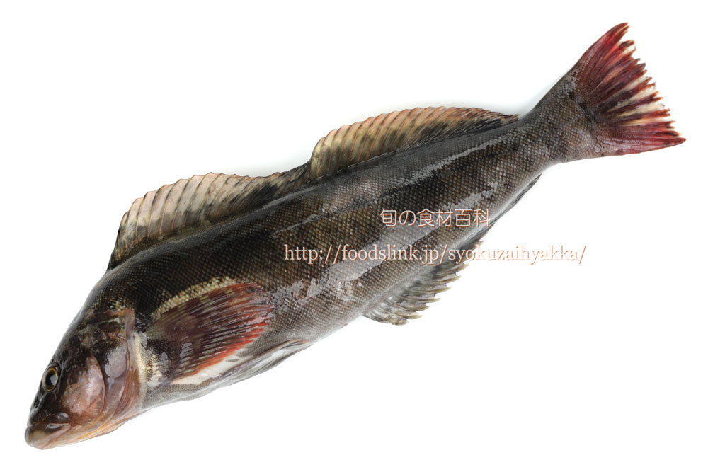 写真で見るアイナメ アブラメ 旬の魚介百科