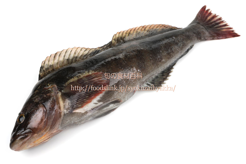 写真で見るアイナメ アブラメ 旬の魚介百科