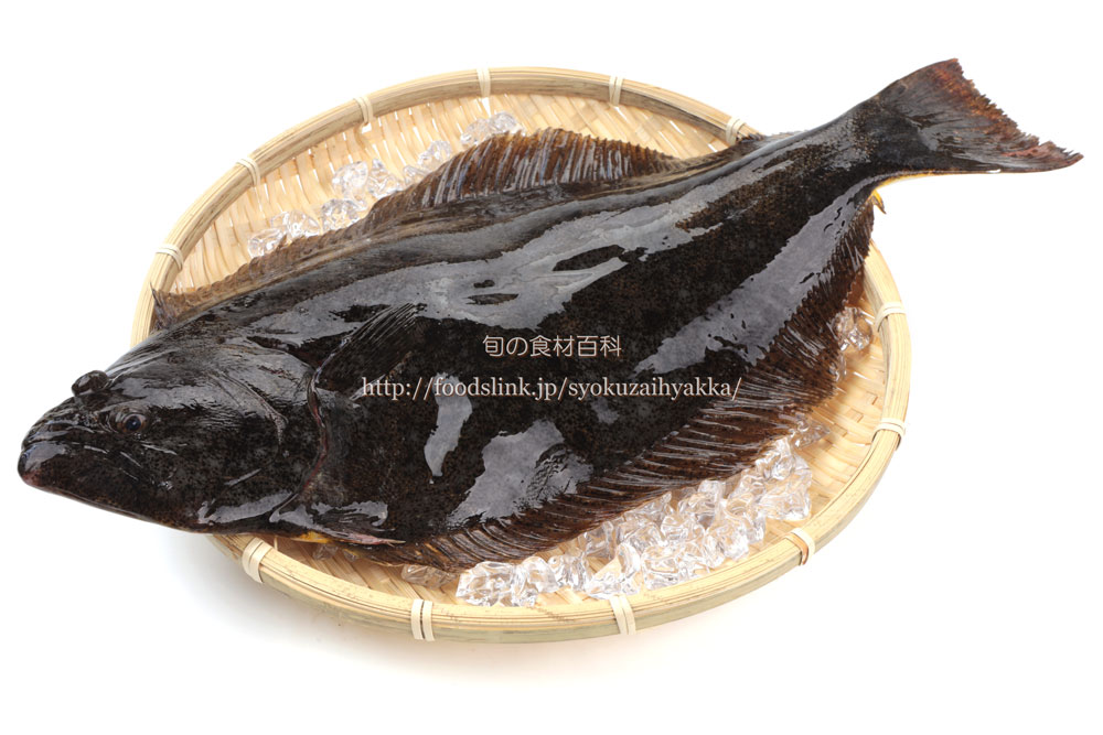 写真で見るヒラメ 鮃 ひらめ 旬の魚介百科