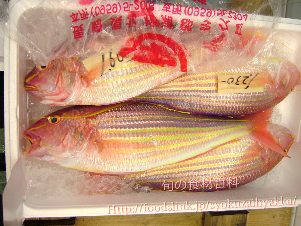 イトヨリダイ 糸縒り鯛 いとよりだい 旬の魚介百科