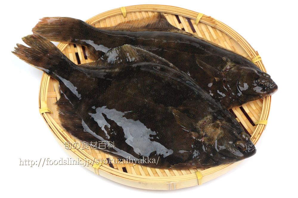 写真で見るマコガレイ 真子鰈 アマテガレイ クチボソガレイ 旬の魚介百科