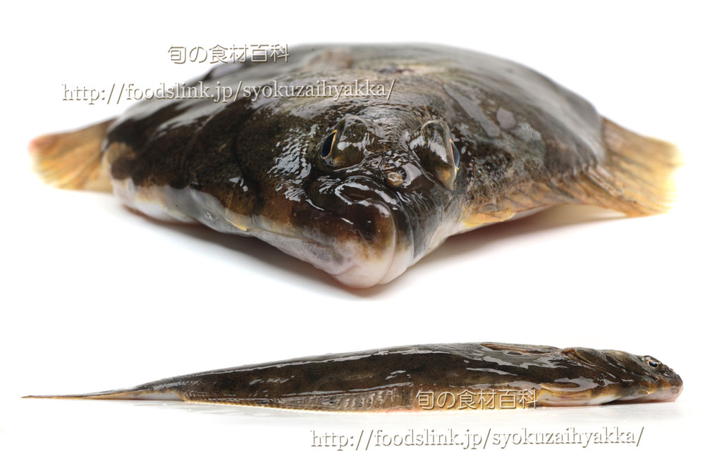 マコガレイ 真子鰈 アマテガレイ クチボソガレイ 旬の魚介百科