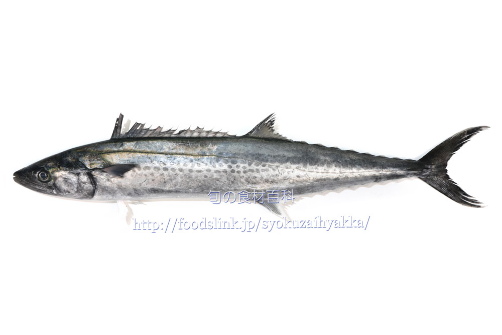 写真で見るサワラ 鰆 さわら 旬の魚介百科