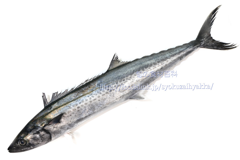 サワラ 鰆 サゴシの目利きと主な料理 旬の魚介百科