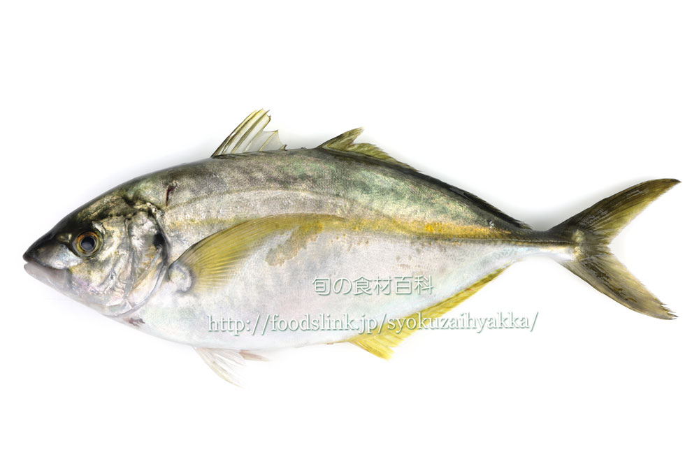シマアジ 縞鯵 アジ科 旬の魚介百科