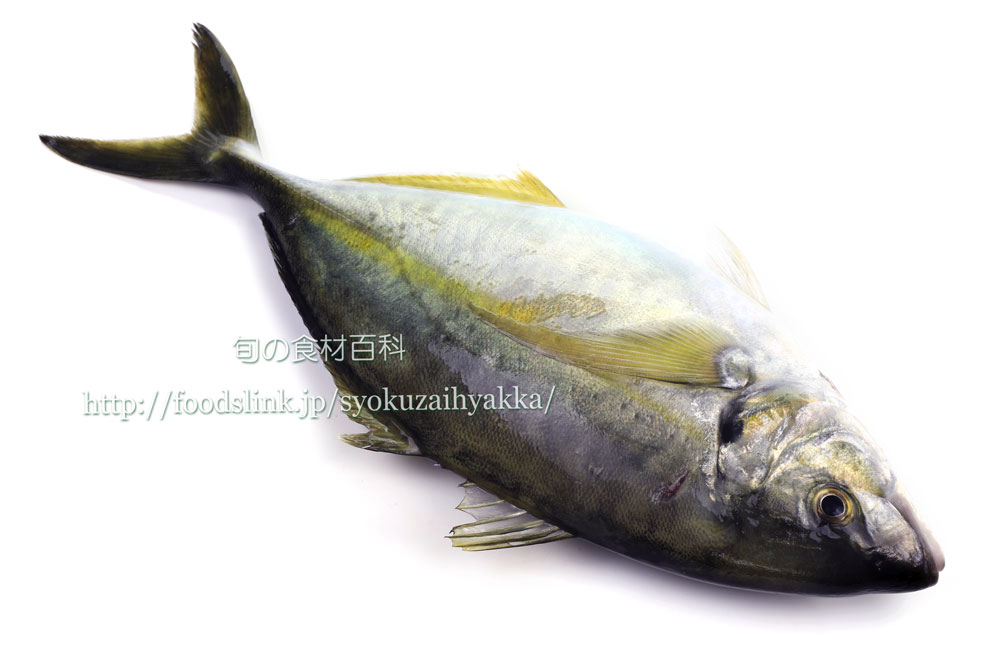 シマアジ 縞鯵 島鯵のさばき方 三枚おろし 旬の魚介百科