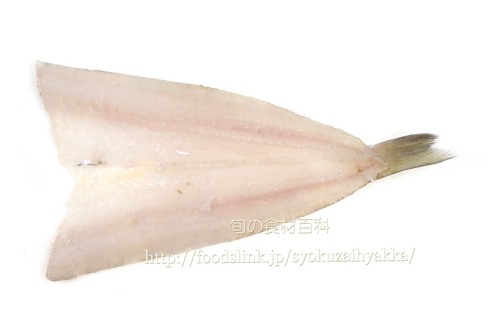 キス 鱚 シロギスの目利きと料理 旬の魚介百科