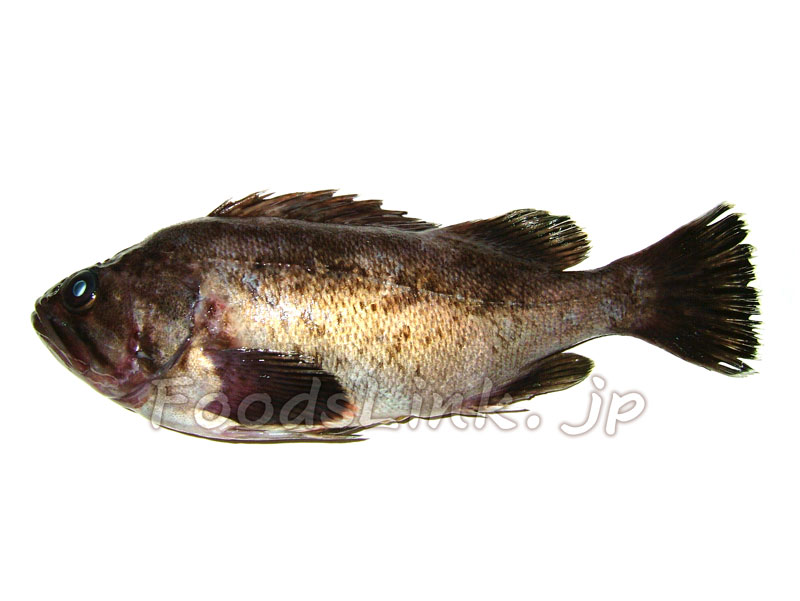 エゾメバル ガヤ メバル 旬の魚介百科