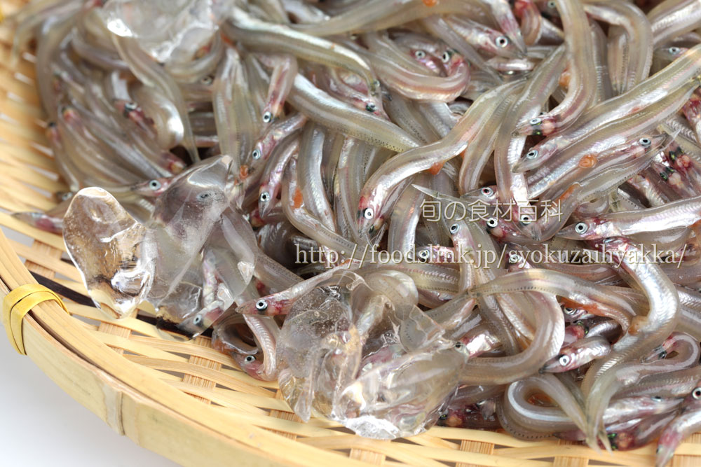 いかなご イカナゴ 玉筋魚 コウナゴ シンコなどの画像一覧 旬の魚介百科
