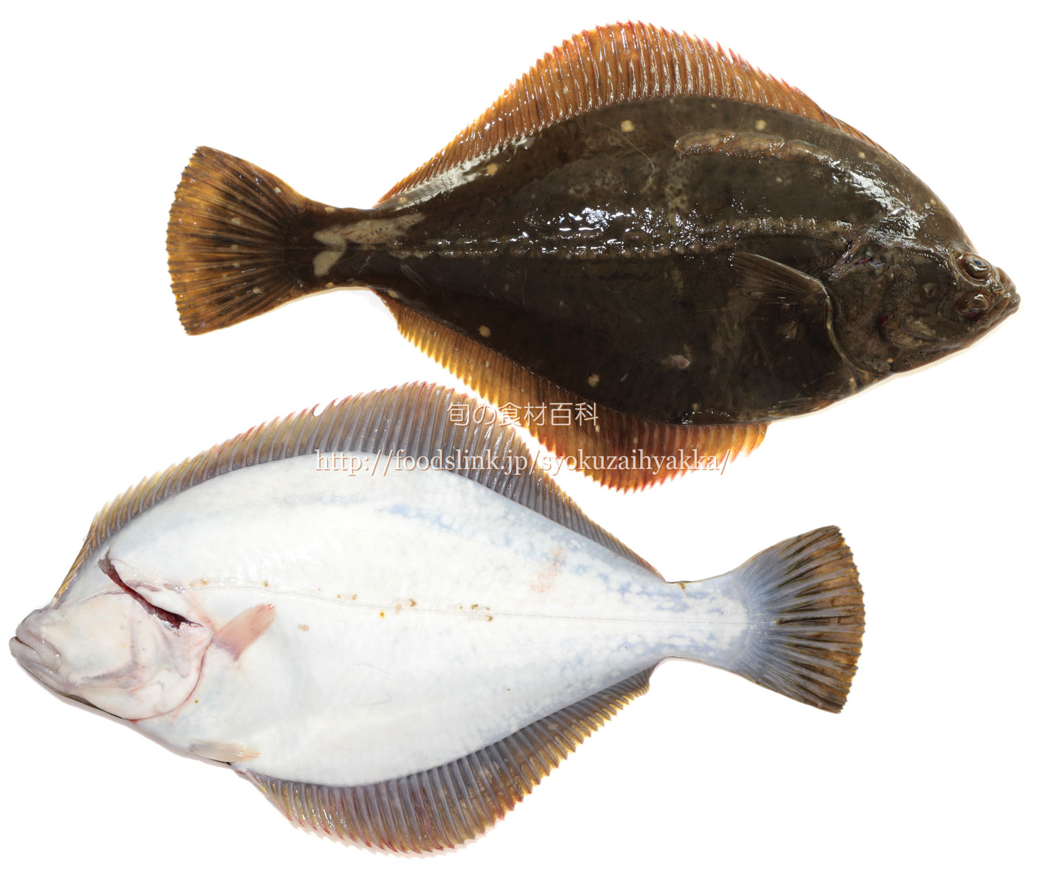 イシガレイ 石鰈 いしがれい 旬の魚介百科