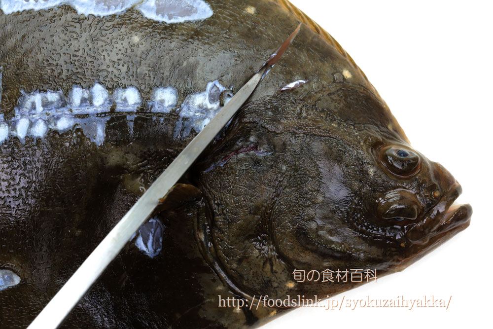 イシガレイ 石鰈のさばき方 ５枚おろし 旬の魚介百科