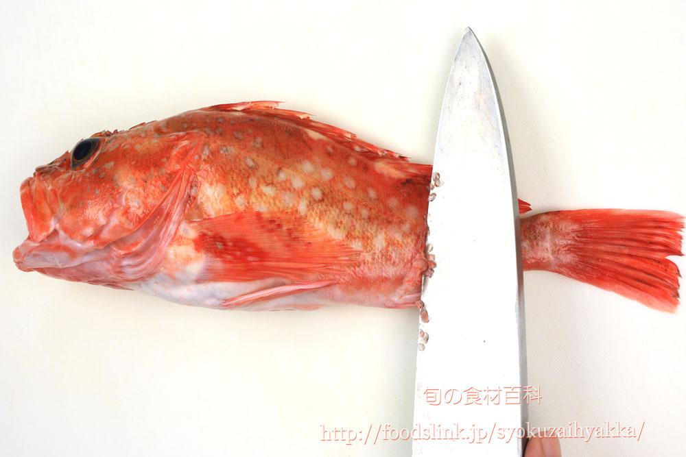 カサゴ類のさばき方 煮付け用と刺身用三枚おろし 旬の魚介百科