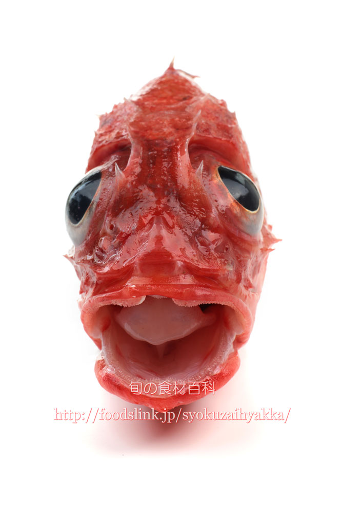写真で見るキチジ キンキ 旬の魚介百科