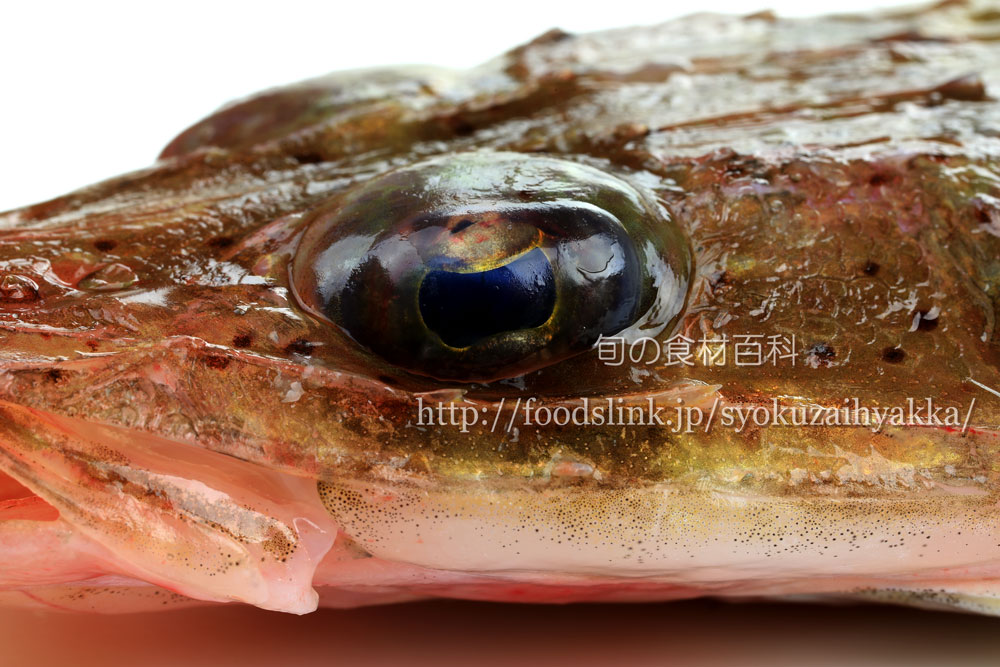 イネゴチ 稲鯒 いねごちの目利きと料理 旬の魚介百科