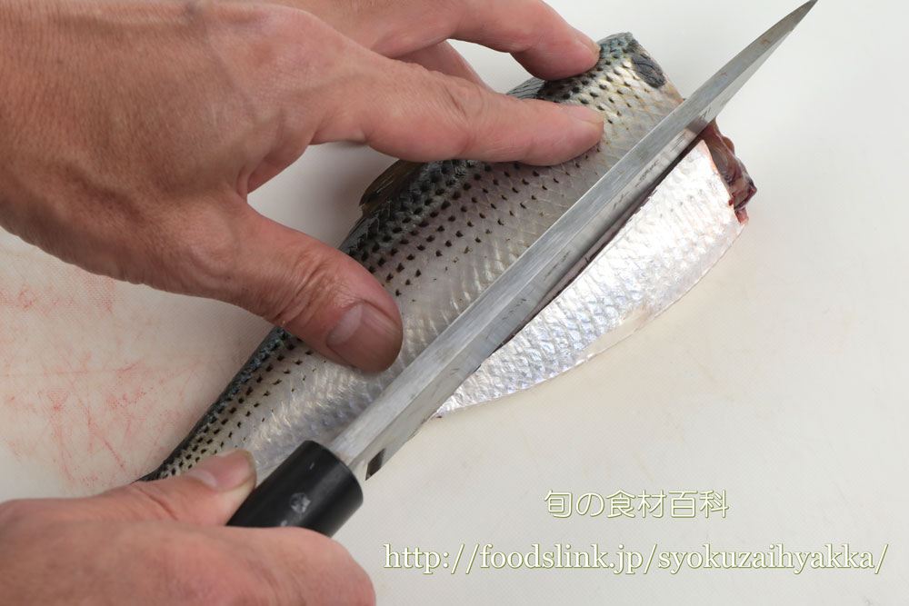 コノシロ 子代 のさばき方 三枚おろしから刺身 旬の魚介百科