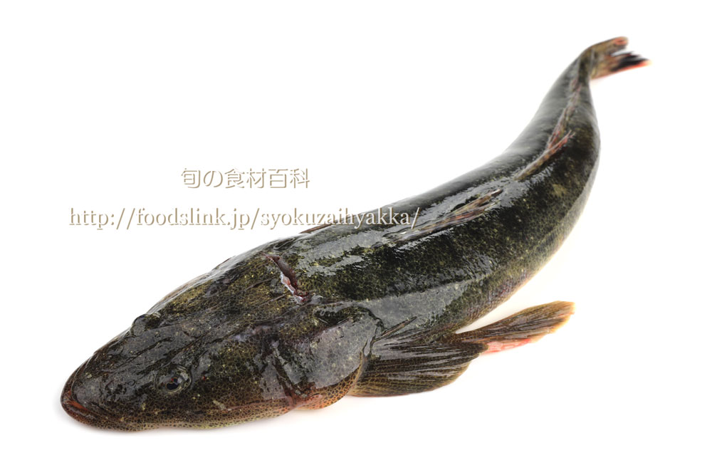 写真で見るマゴチ 真鯒 Platycephalus Sp 2 旬の魚介百科