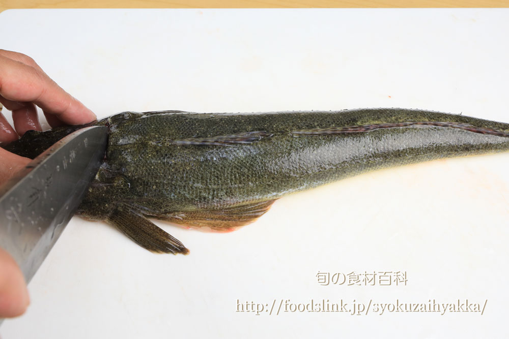 マゴチ 真鯒のさばき方 三枚ににおろす 旬の魚介百科