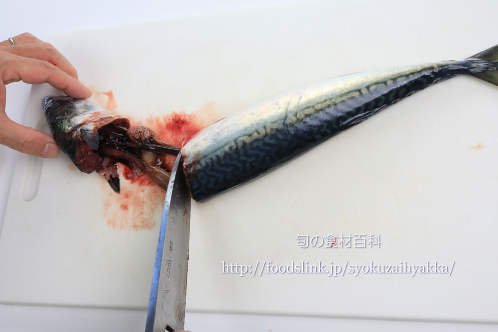 マサバ 真鯖 ゴマサバのおろし方 三枚おろし 旬の魚介百科