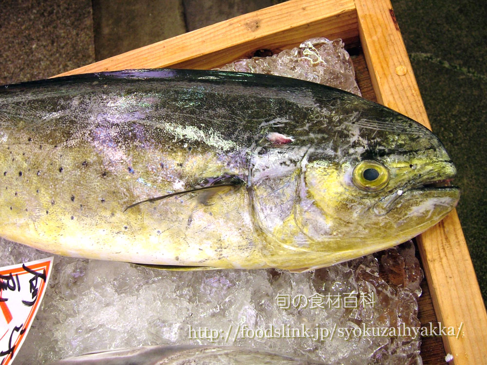 シイラ マヒマヒ 鱪 しいら 旬の魚介百科