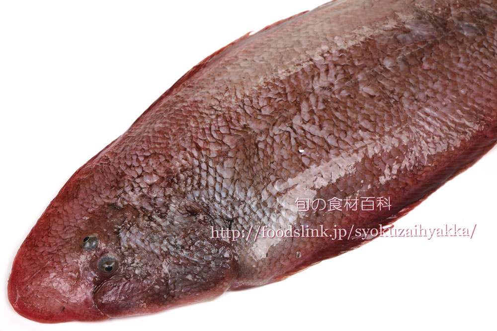 写真で見るイヌノシタ アカシタビラメ 赤舌平目 ２０１７ 旬の魚介百科