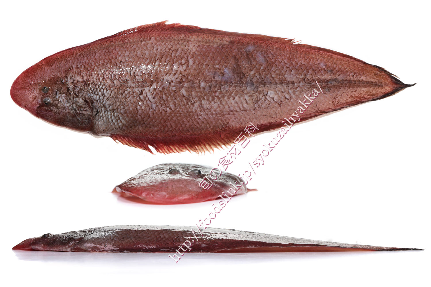 イヌノシタ アカシタビラメ 赤舌平目 ウシノシタ科 旬の魚介百科
