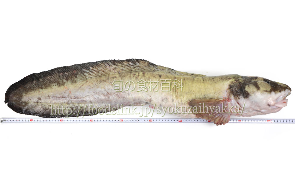 タナカゲンゲ ババア ナンダ 旬の魚介百科