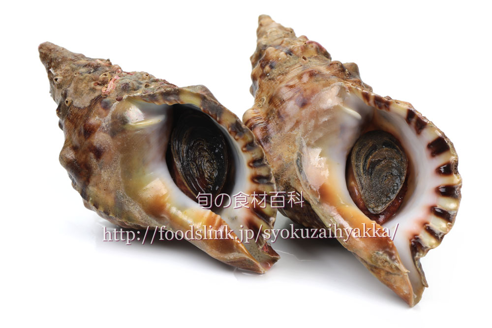 ボウシュウボラ 房州法螺 ほら貝 ホラガイ属 旬の魚介百科