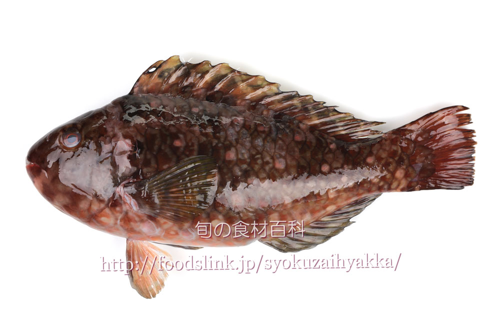 ブダイ Calotomus Japonicus 旬の魚介百科