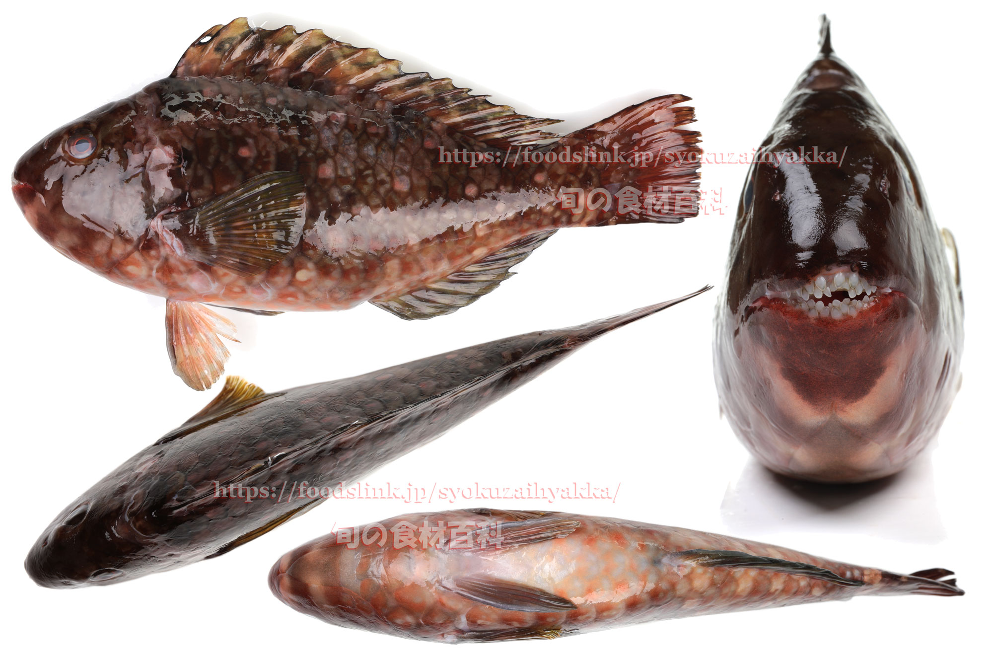 ブダイ Calotomus Japonicus 旬の魚介百科
