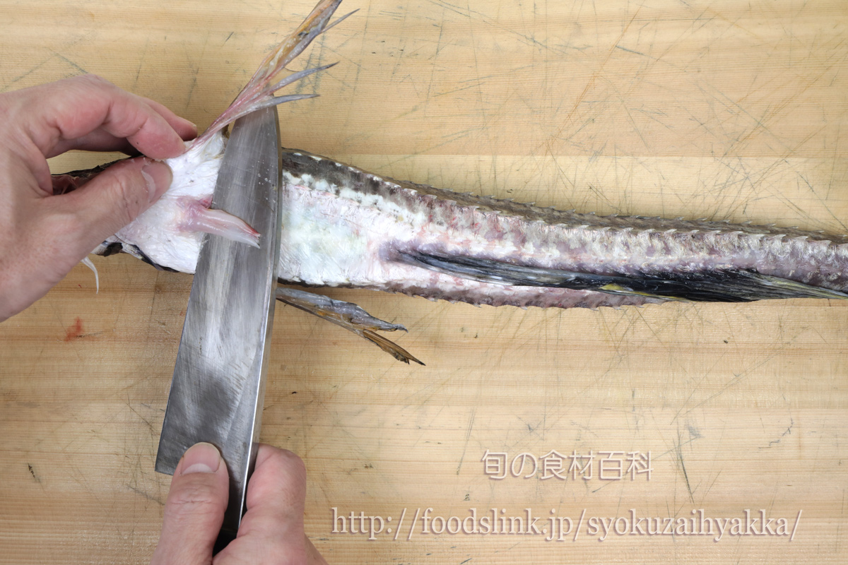 トクビレ 特鰭 ハッカク 八角 のさばき方 刺身用 旬の魚介百科