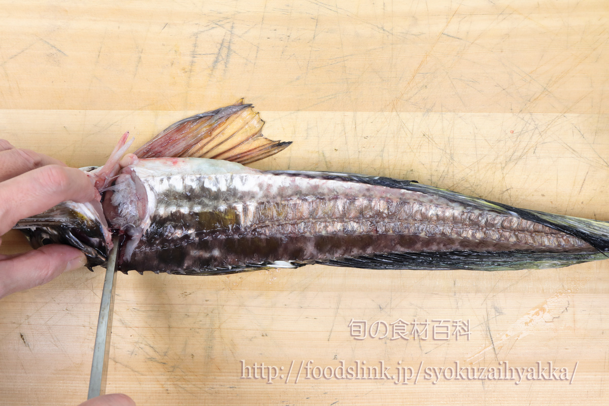 トクビレ 特鰭 ハッカク 八角 のさばき方 刺身用 旬の魚介百科