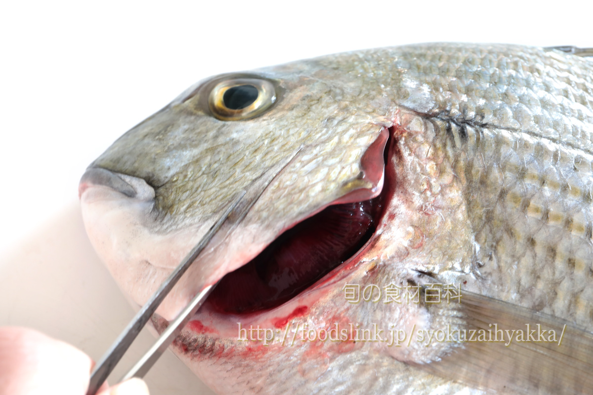 ヘダイ 平鯛の目利きと料理 旬の魚介百科