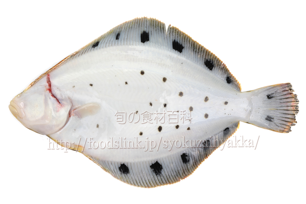 ホシガレイ 星鰈 ほしがれい カレイ科 旬の魚介百科