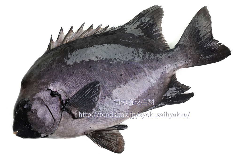 イシダイ 石鯛 イシガキダイ 石垣鯛の栄養価と効用 旬の魚介百科