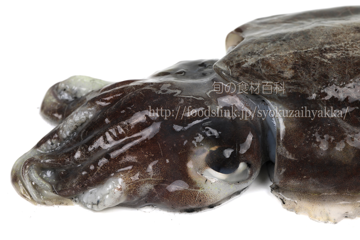写真で見るコウイカ スミイカ ハリイカ 旬の魚介百科