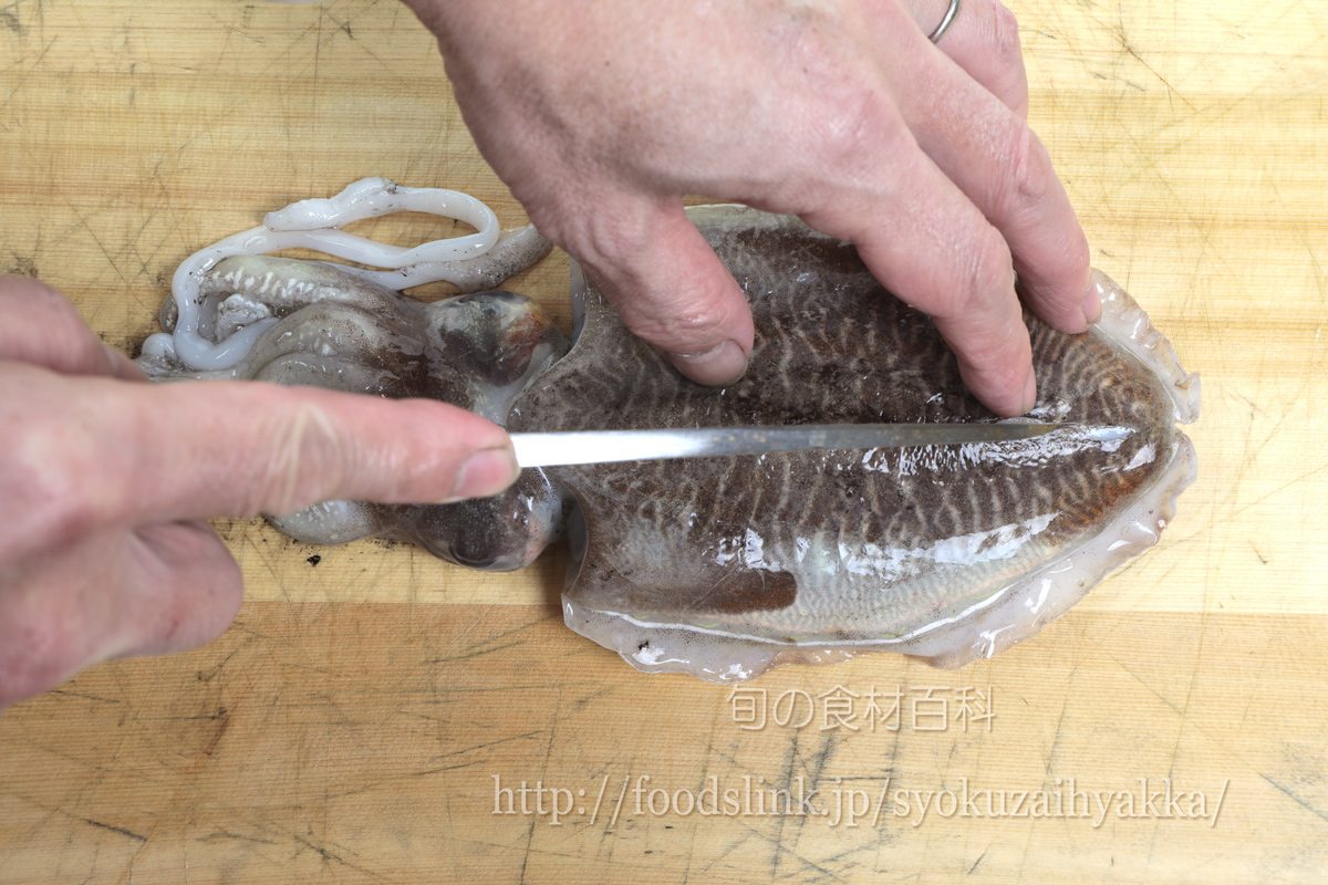 コウイカ スミイカ ハリイカのさばき方 旬の魚介百科