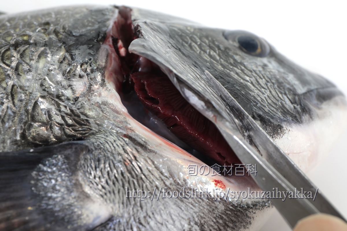 クロダイ 黒鯛 チヌの目利きと料理 旬の魚介百科