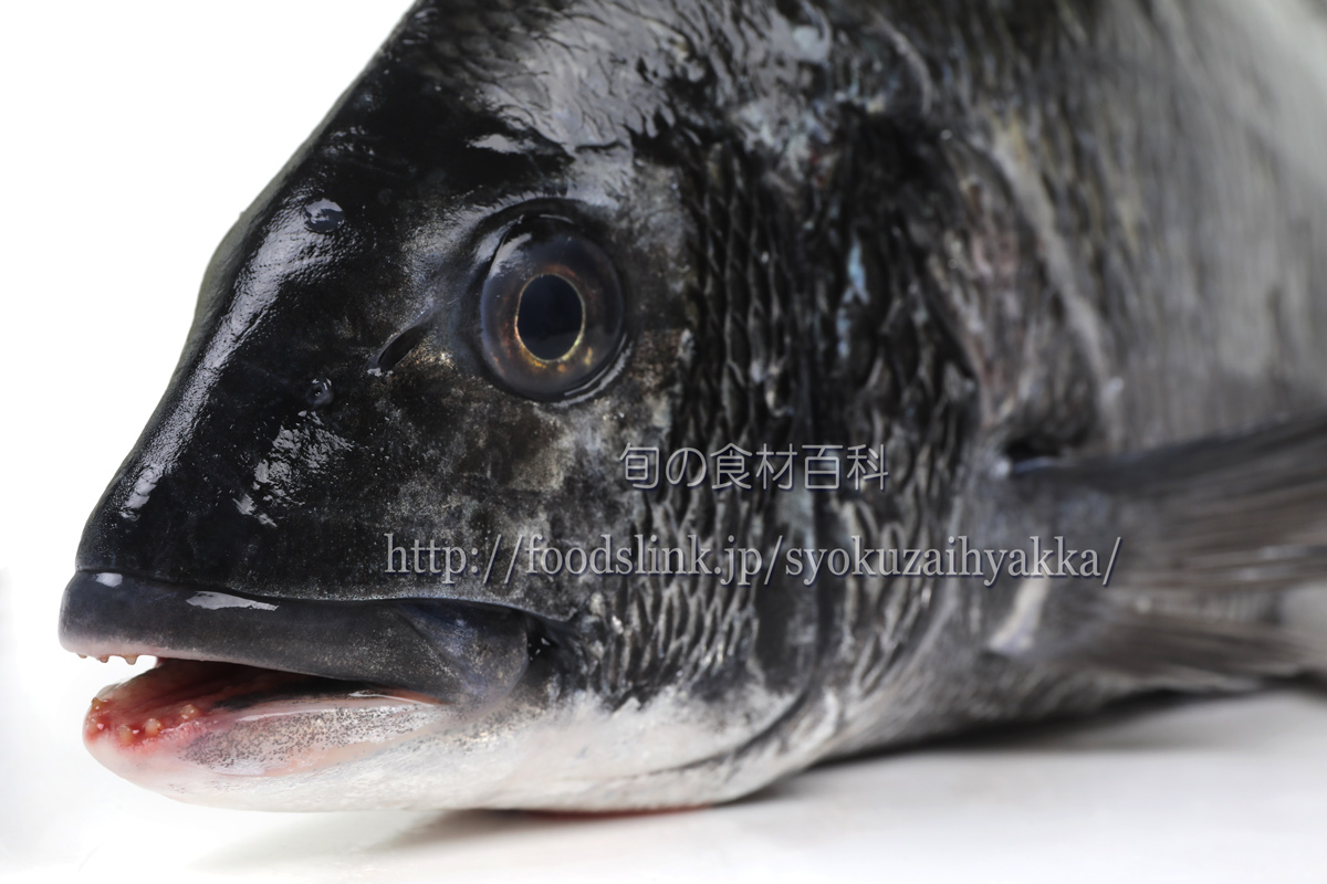 クロダイ 黒鯛 チヌ 旬の魚介百科