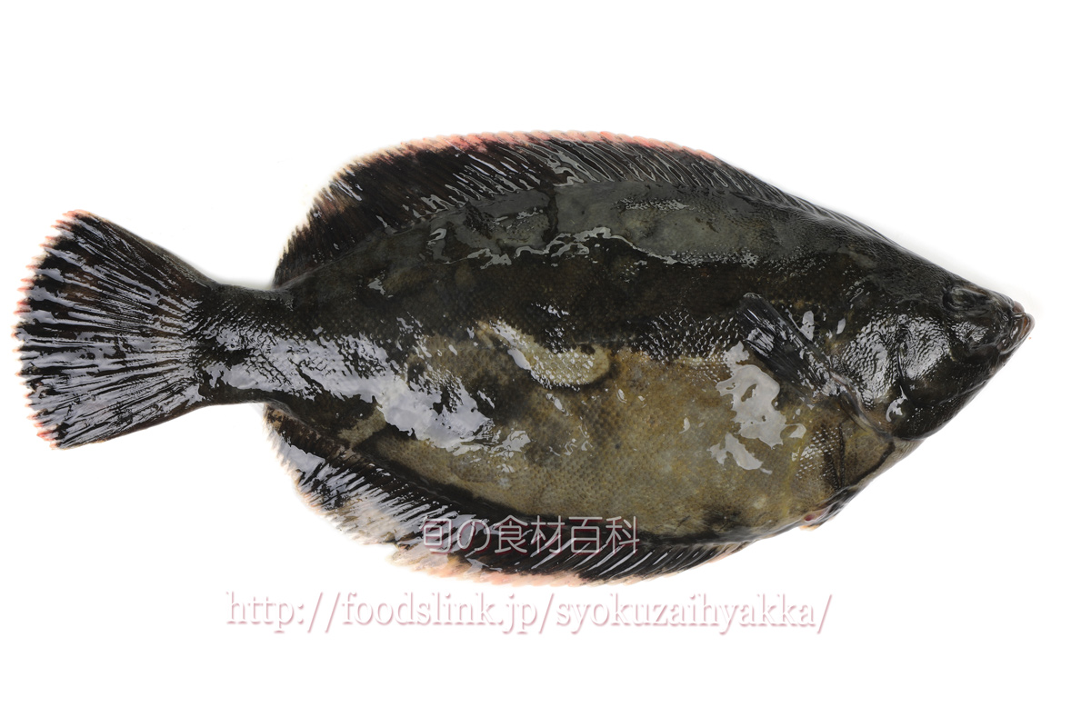 クロガレイ 黒鰈 くろがれい 旬の魚介百科