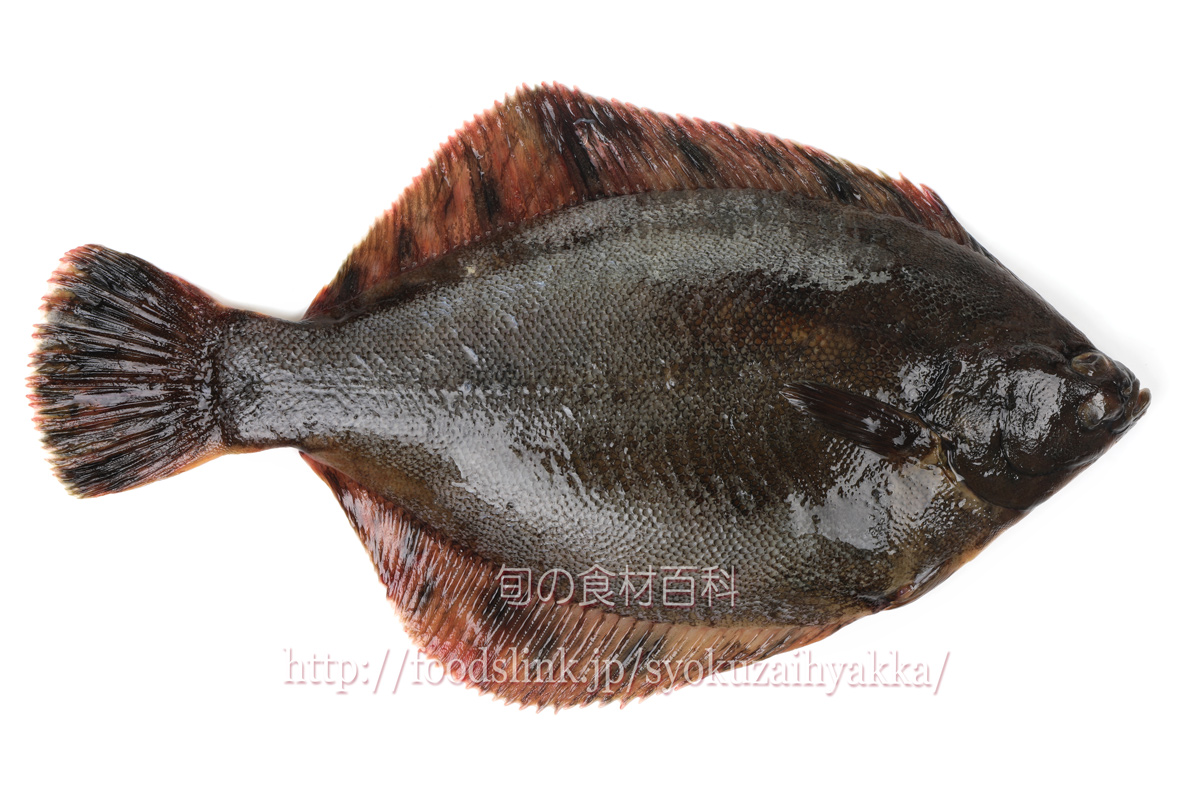 クロガシラガレイ 黒頭鰈 くろがしらがれい 旬の魚介百科