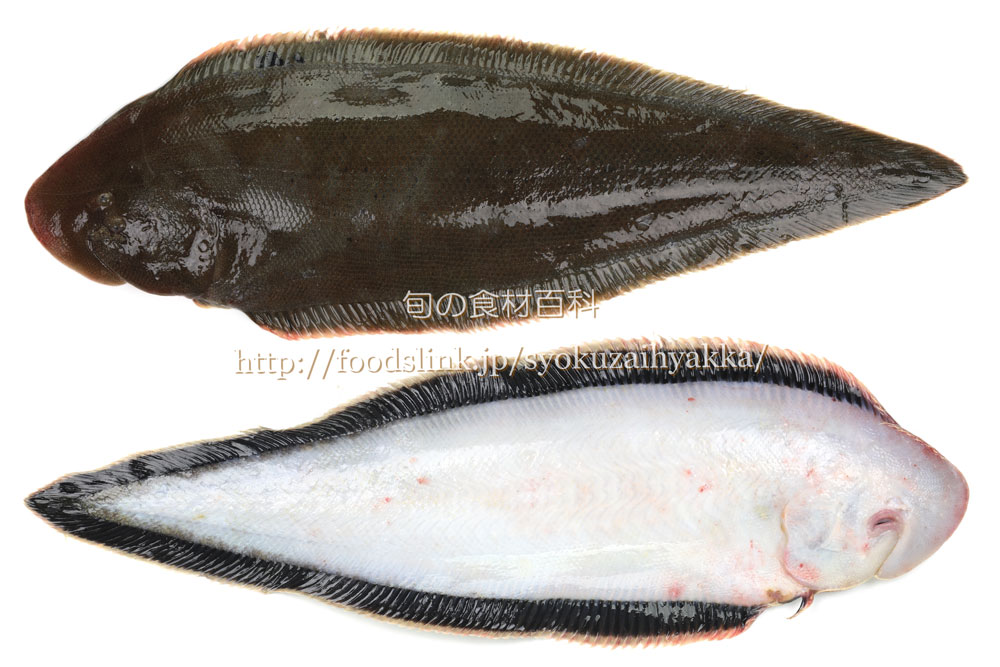 クロウシノシタ 黒牛舌 シタビラメ ウシノシタ科 旬の魚介百科