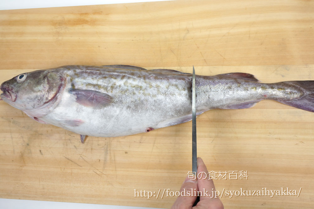 マダラ 真鱈 タラのさばき方 三枚におろす 旬の食材百科辞典